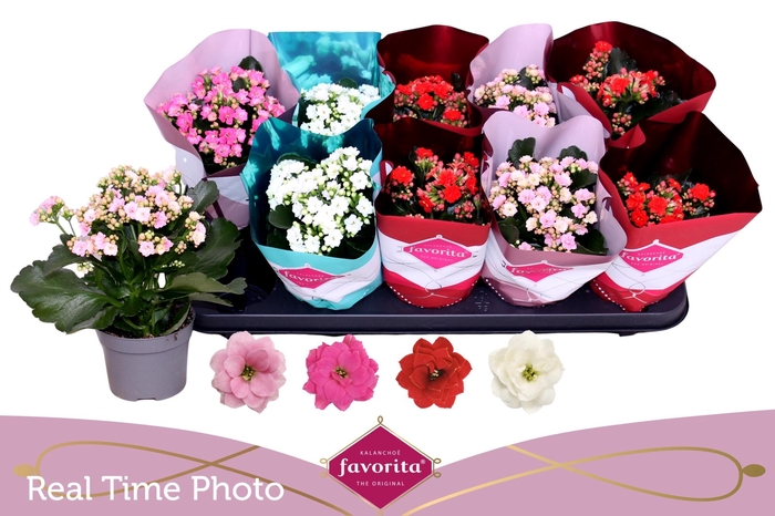 <h4>KAL GE PERF GEM 4 KL</h4>