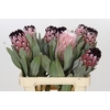 Protea African Didi