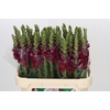 Antirrhinum Opus Red
