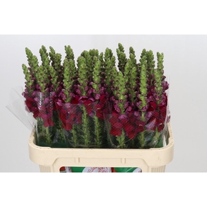 Antirrhinum Opus Red