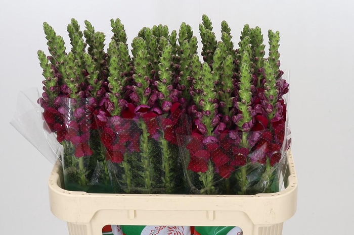 <h4>Antirrhinum Opus Red</h4>
