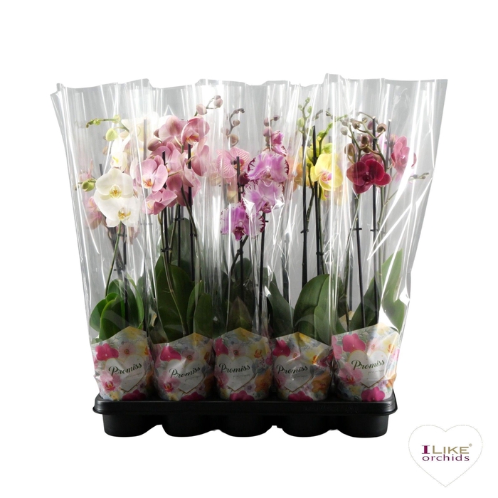 <h4>Phalaenopsis mix - 2 tak 70cm in Promiss</h4>