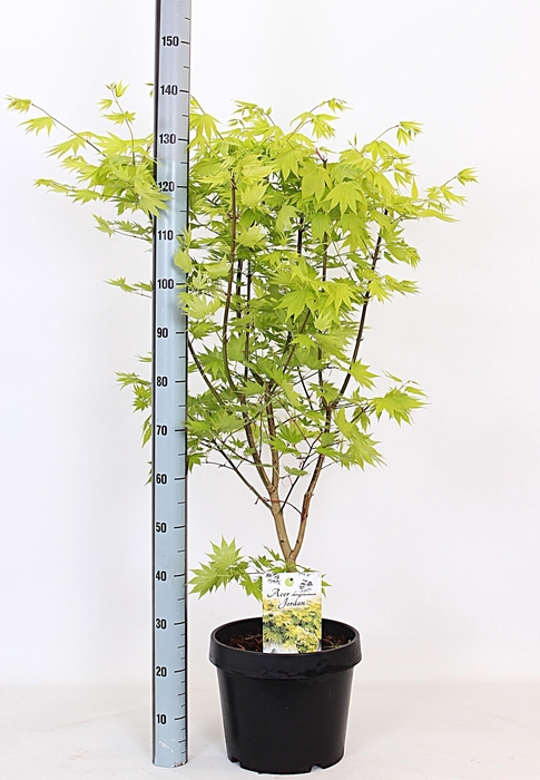 <h4>ACER SH JORDAN</h4>