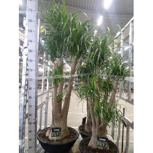 Beaucarnea recurvata