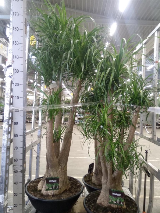 <h4>Beaucarnea recurvata</h4>