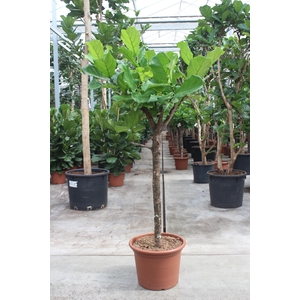 Ficus lyrata