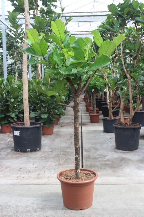 <h4>Ficus lyrata</h4>