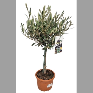 OLEA EUROPAEA