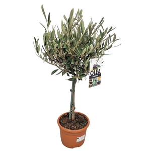 OLEA EUROPAEA