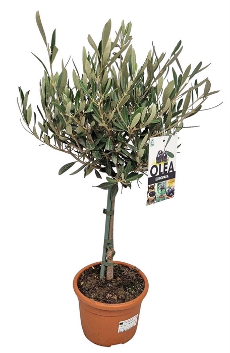 <h4>OLEA EUROPAEA</h4>