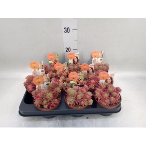 Sedum rubrotinctum 'Aurora'