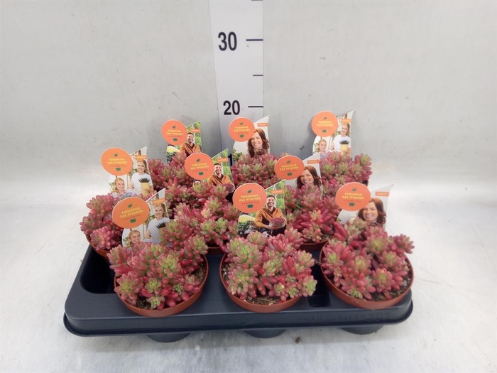 <h4>Sedum rubrotinctum 'Aurora'</h4>