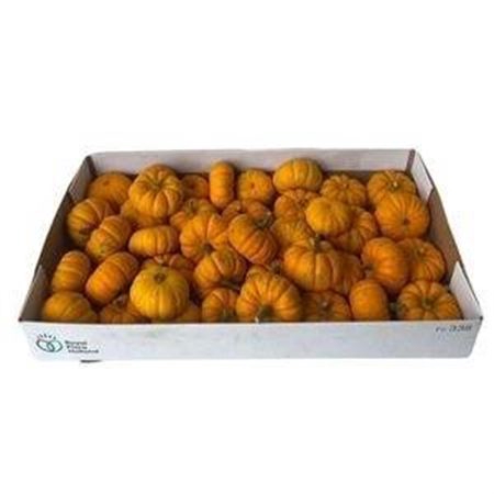 <h4>Sier Cuc P Jack Be Little X40</h4>