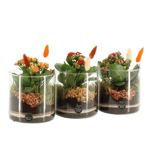 41583: Treasure time arrangement