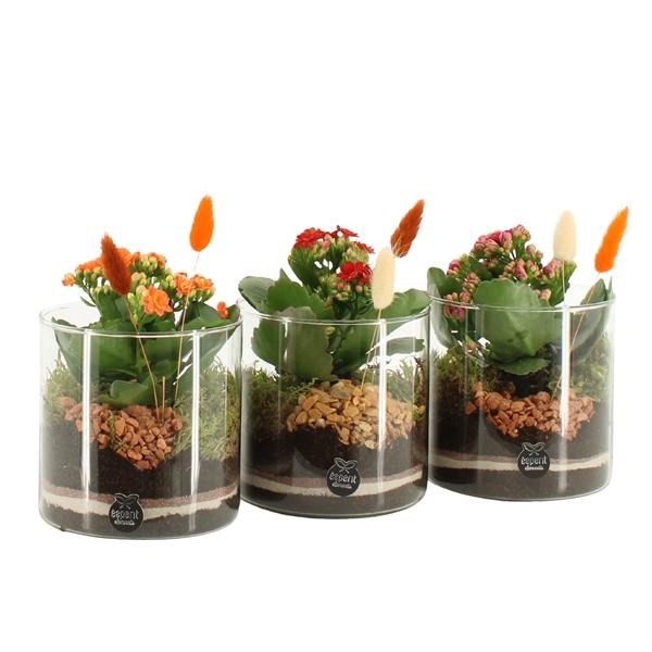 <h4>41583: Treasure time arrangement</h4>