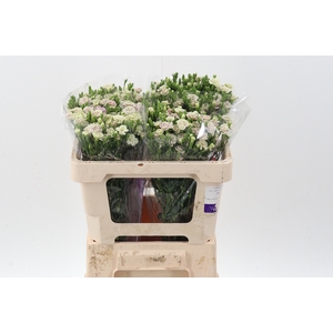Di Raffine Elea 50cm