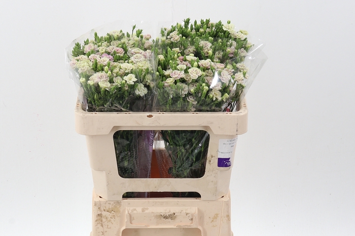 <h4>Di Raffine Elea 50cm</h4>