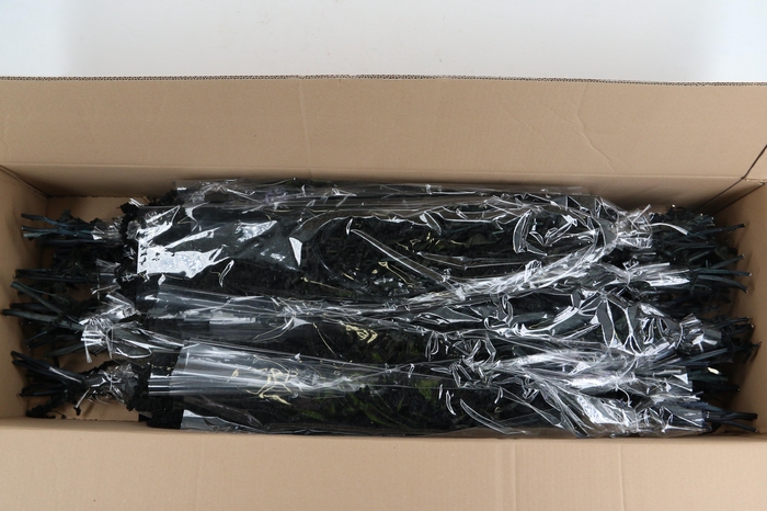 PF Amaranthus Hang Black Bs
