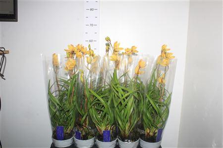 <h4>Cymbidium Mint Source 2 Branches</h4>