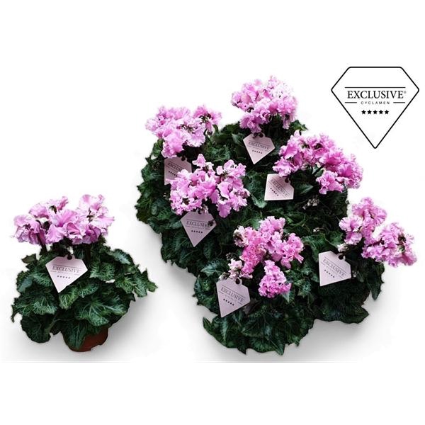 Cyclamen persicum midi Super Serie Merengue