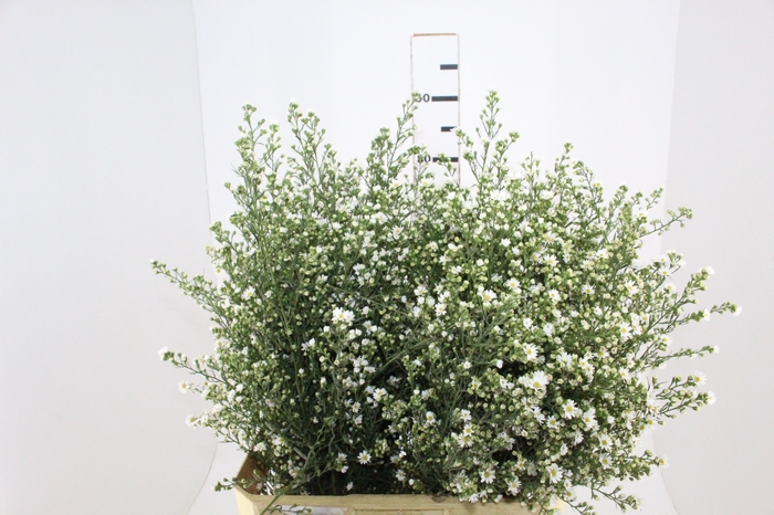 <h4>ASTER BRANCO 070 CM</h4>