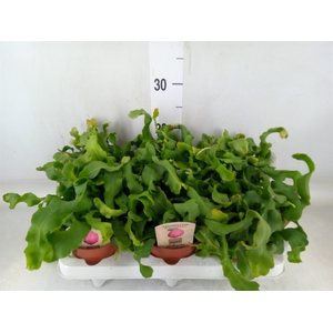 Epiphyllum guatem. var. monstrosa