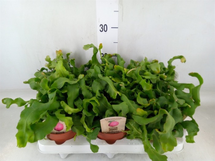 <h4>Epiphyllum guatem. var. monstrosa</h4>