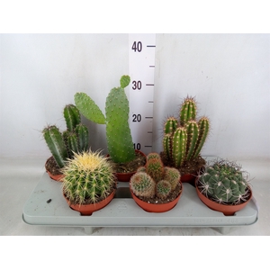 Cactus   ...mix