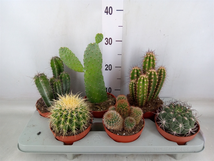 <h4>Cactus   ...mix</h4>