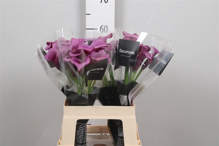 <h4>Zant Durban</h4>