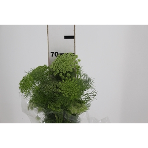 AMMI MAJUS 070 CM