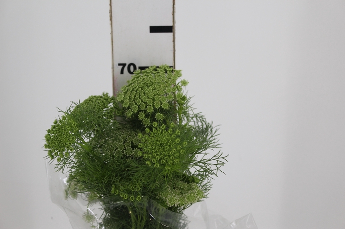 <h4>AMMI MAJUS 070 CM</h4>