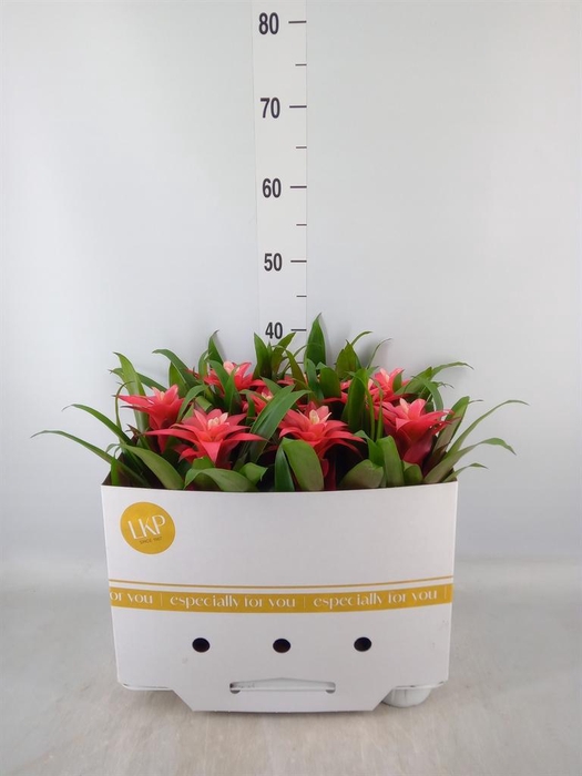 <h4>Guzmania  'Libby'</h4>