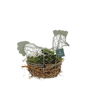 Pasen metalen kip met hedera