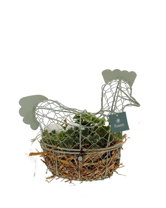 <h4>Pasen metalen kip met hedera</h4>