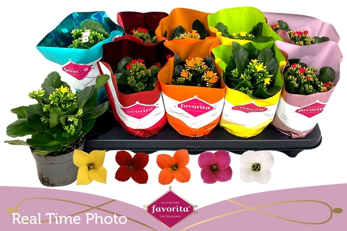 <h4>KAL EN GEM 5 KL</h4>