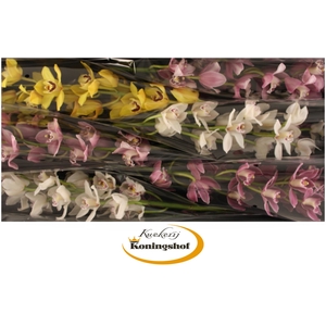 Cymbidium Mix