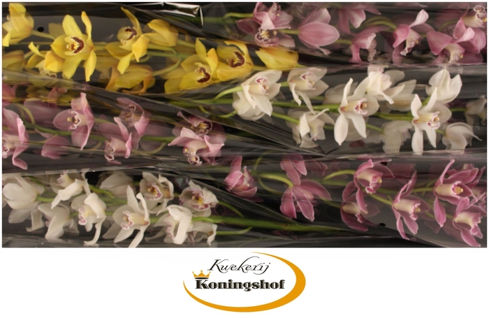 <h4>Cymbidium Mix</h4>