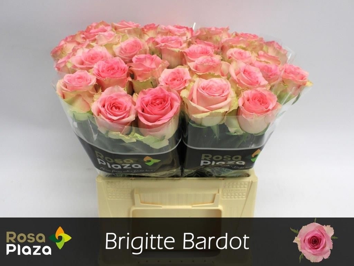 <h4>R GR BRIGITTE BARDOT</h4>