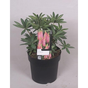 Lupinus 'West Country' Rachel de Thame - 23 cm