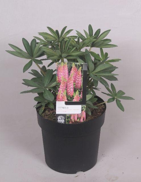 <h4>Lupinus 'West Country' Rachel de Thame - 23 cm</h4>