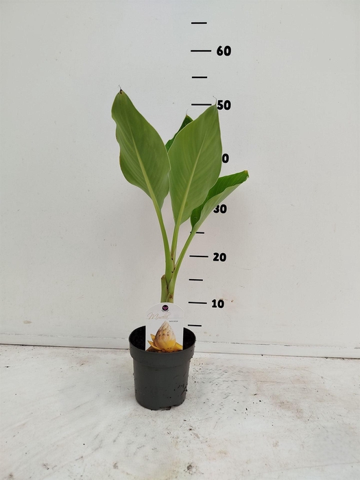 <h4>Musella lasiocarpa</h4>