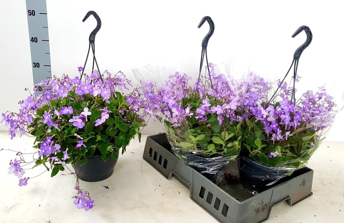 <h4>STREPTOCARP SAXORUM</h4>