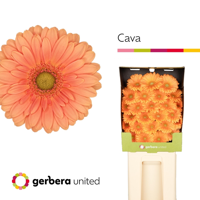 <h4>Germini Cava Diamond</h4>