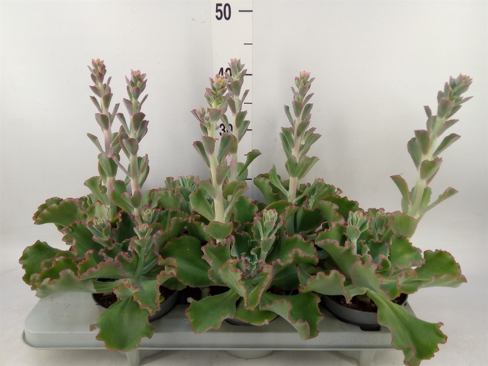 <h4>Echeveria   ...</h4>