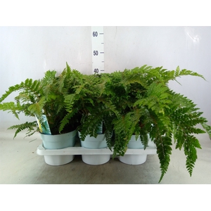 Polystichum polyblepharum