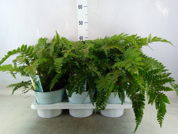 <h4>Polystichum polyblepharum</h4>