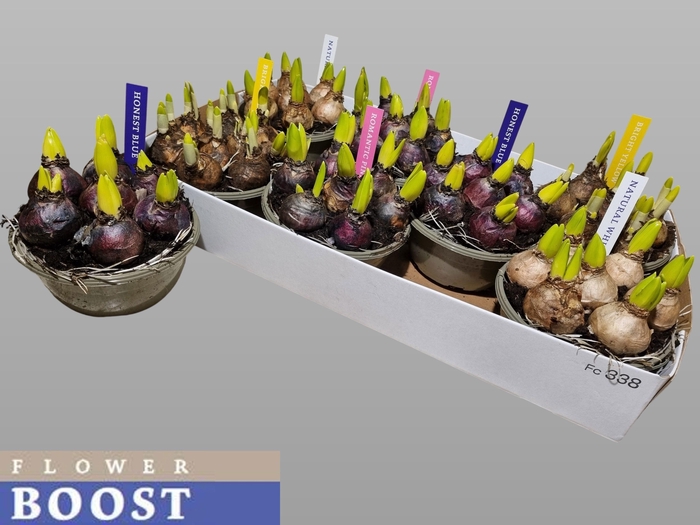 <h4>BOLBLOEMEN GEM</h4>