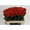 Dahlia Orange Fox