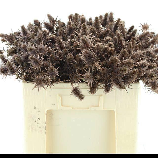 <h4>ERYN A OV KLB H%</h4>